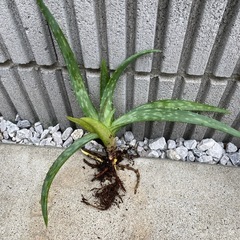 アロエちゃん
