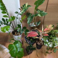 観葉植物 9種  ネガミエル