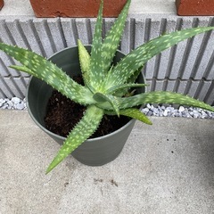 アロエベラ
