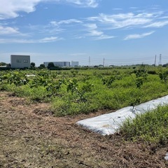 鉄パイプを探しております（無償か低価格）果樹園用