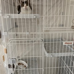 可愛い猫ちゃん