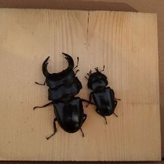 茨城県のオオクワガタの中古が安い！激安で譲ります・無料で
