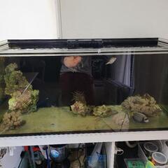 海水魚　サンゴ　