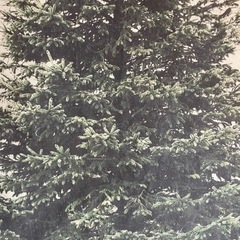 クリスマス飾り　電池入れると光りますの画像