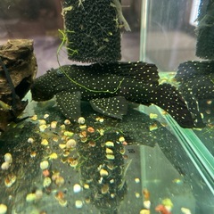 熱帯魚