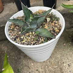 サルミアナ　アガベの画像