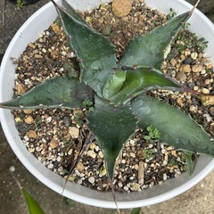 サルミアナ　アガベ