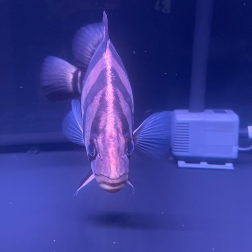 ダトニオプラスワン