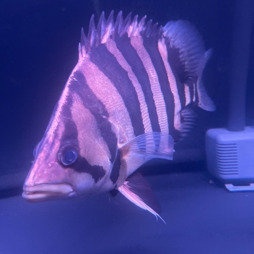 ダトニオプラスワン