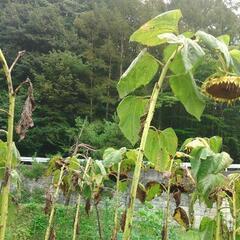 ペット大好きヒマワリの種の画像