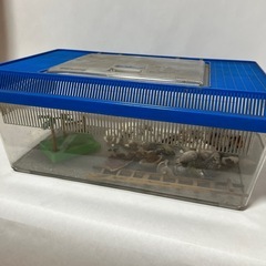 受け渡し中:飼育ケース　虫かご　飼育かご