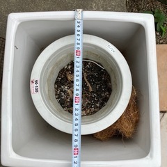 観葉植物の鉢の画像