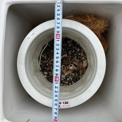 観葉植物の鉢の画像