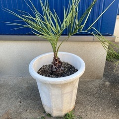 ココスヤシ1