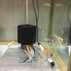 レッドショルダーエンゼル