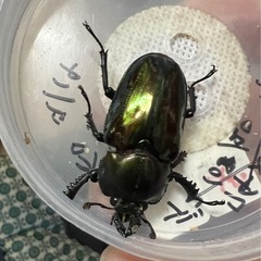 ニジイロクワガタ　♀単品　フセツ欠けあり