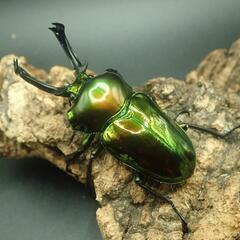 ニジイロ10ペア20頭カラフルセット（グリーン・紫紺・レッド・特殊発色