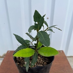 月桂樹