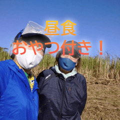  【日給12,000円！】宮古島で自然に触れる！サトウキビ収穫補助スタッフ募集！の画像