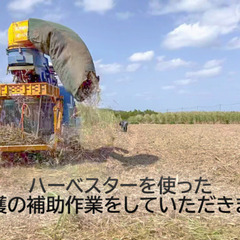  【日給12,000円！】宮古島で自然に触れる！サトウキビ収穫補助スタッフ募集！の画像