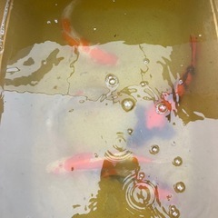 錦鯉、魚