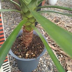 ユッカアロイフォリアの画像