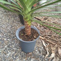 ユッカアロイフォリア