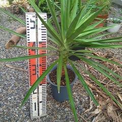 ユッカアロイフォリアの画像