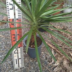 ユッカアロイフォリアの画像