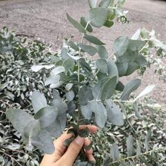 急募★ ユーカリ 沢山ありますの画像