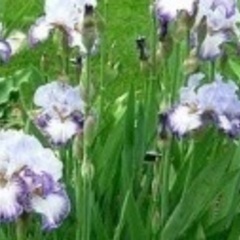 球根　ドイツあやめの画像