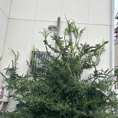 突然生えて来た木の伐採をお願いしたいです。
