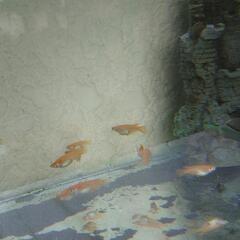 7.13　楊貴妃 紅帝　ショート　半ダルマ　メダカの画像
