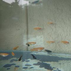 7.13　楊貴妃 紅帝　ショート　半ダルマ　メダカの画像
