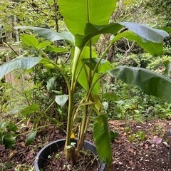 ベルチナバナナ、ピンクバナナ苗を2株に芭蕉苗を1株まとめて