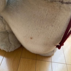 うめ吉　特大　お譲りしますの画像