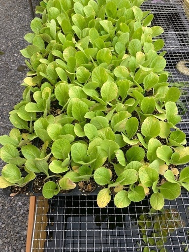 10/20まで値引❗️白菜苗　晴黄90日タイプ