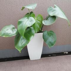 お話し中です。　可愛い🩷の形のモンステラ