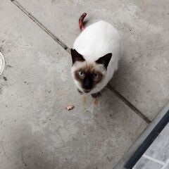 シャムの野良猫　無事保護団体により保護されました!