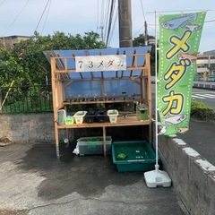 めだか無人販売　営業中　再入荷！