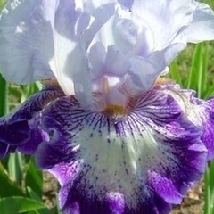 球根　ドイツあやめの画像