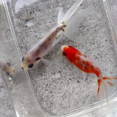金魚   オランダシシガシラ  6センチ  2匹  (オマケ付き)