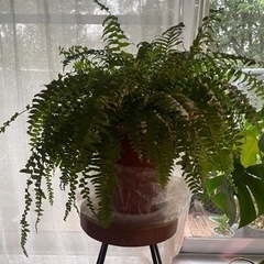 観葉植物　シダ　　の画像