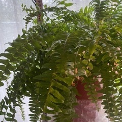 観葉植物　シダ　　の画像