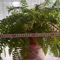 観葉植物　シダ　　の画像