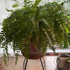 観葉植物　シダ　　の画像