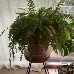 観葉植物　シダ　　