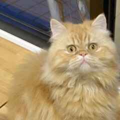 【一旦受付中止します】ミヌエットの男の子