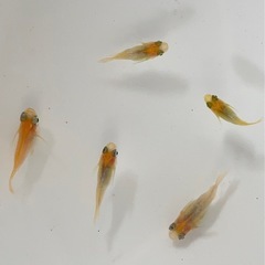 ダルマ メダカ 5匹の画像
