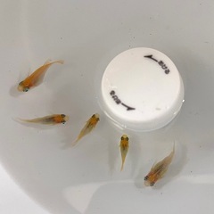 ダルマ メダカ 5匹の画像